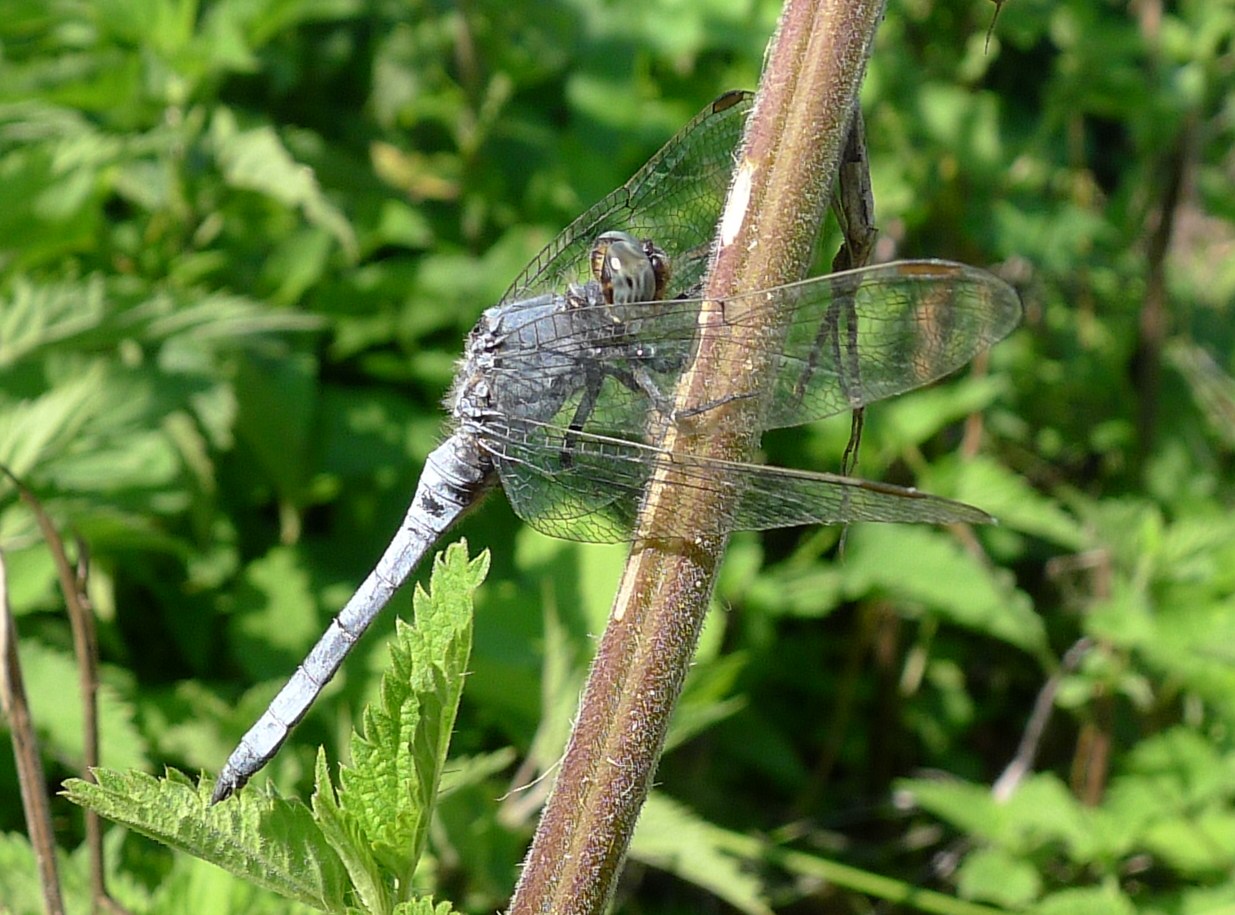 O. brunneum?